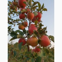 Продам яблука вищої категорії різних сортів на опт (60тонн)