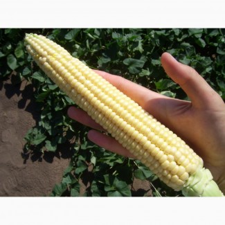 Семена Кукурузы.Высокоурожайный французский гибрид АЛЕН, ФАО 250 (ФРАНЦИЯ)