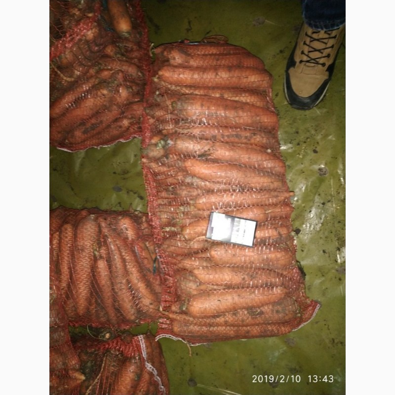 Фото 2. Продать Морковь сорта Боливар, Абака