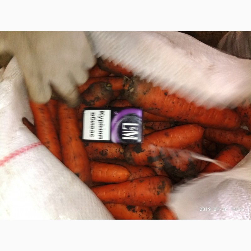 Фото 4. Продать Морковь сорта Боливар, Абака