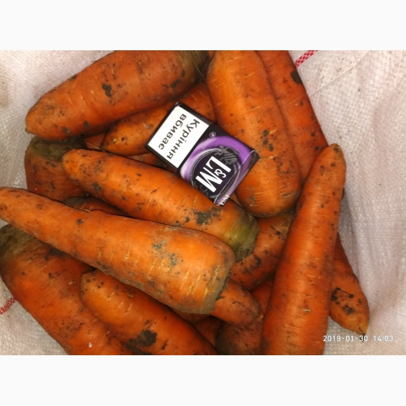 Фото 5. Продать Морковь сорта Боливар, Абака