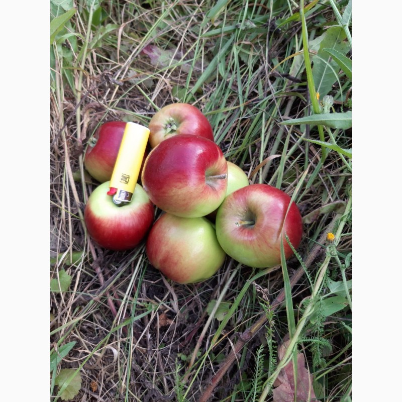 Фото 2. Продам яблоко оптом с сада сорт Коп