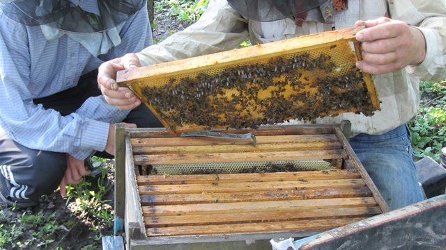 Фото 3. Продам бджоли
