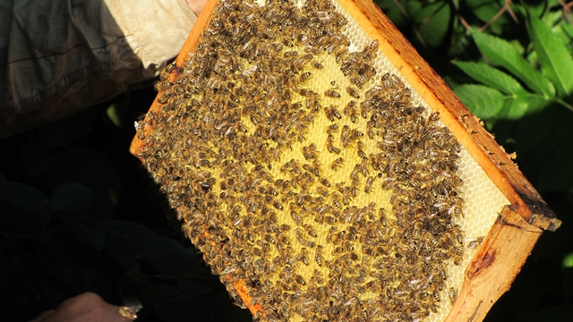 Фото 4. Продам бджоли