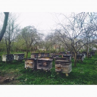 Продам бджоли, бджолпкети, бджолосім#039;ї, вулики