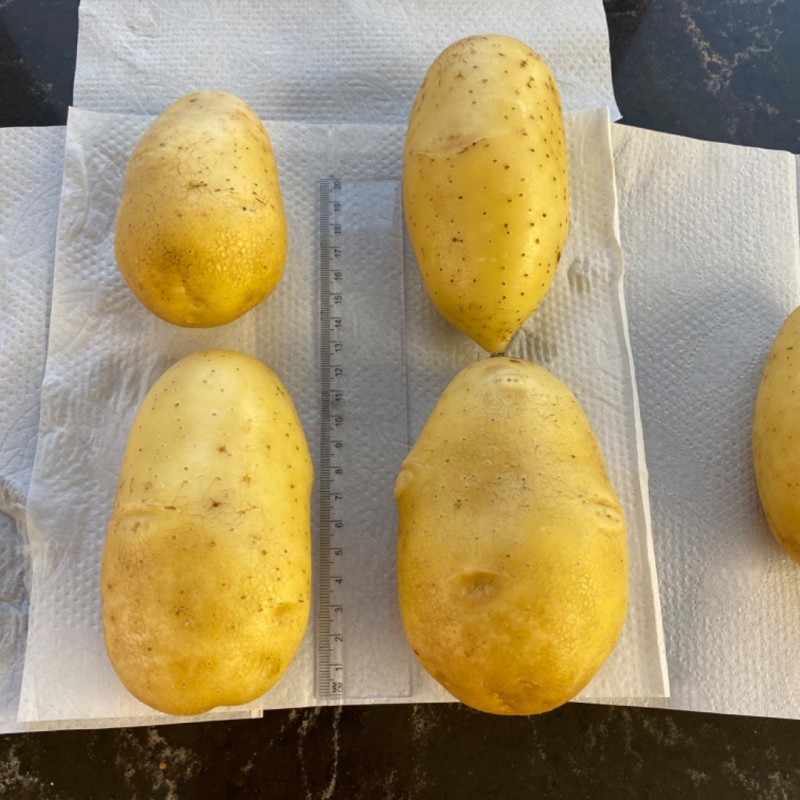 Фото 13. Продажа картофеля