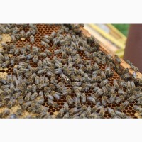 Пропоную Вашій увазі бджолопакети в кількості 100 шт. та бджоломатки карніка або карпатка