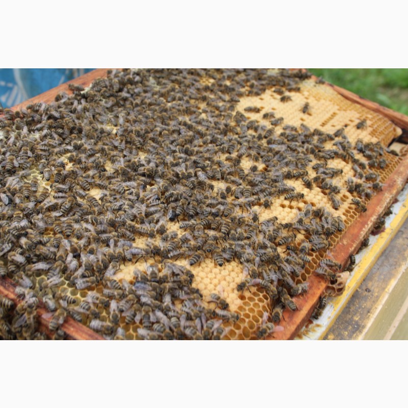 Фото 2. Пропоную Вашій увазі бджолопакети в кількості 100 шт. та бджоломатки карніка або карпатка