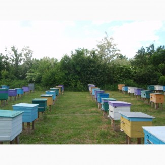 Продам бджолопакети 2021