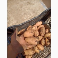 Продам молодой картофель сорт Тирас