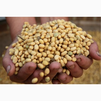 Соевые бобы высокого качества без ГМО