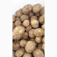 Импорт из Румынии капуста молодая, картофель, огурец