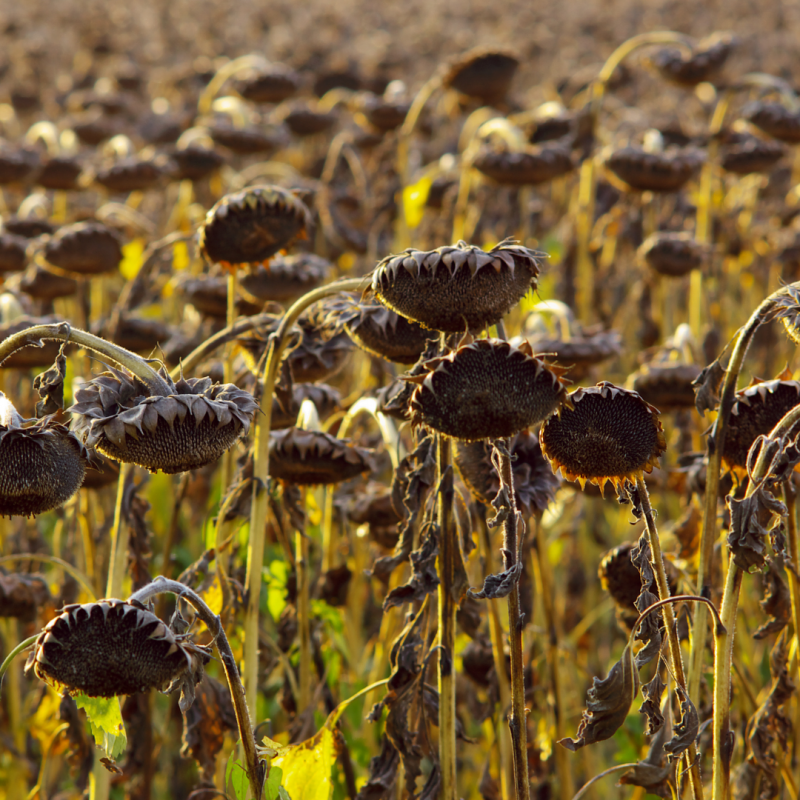Фото 3. УРБАН насіння соняшника, під гранстар 50 г/га