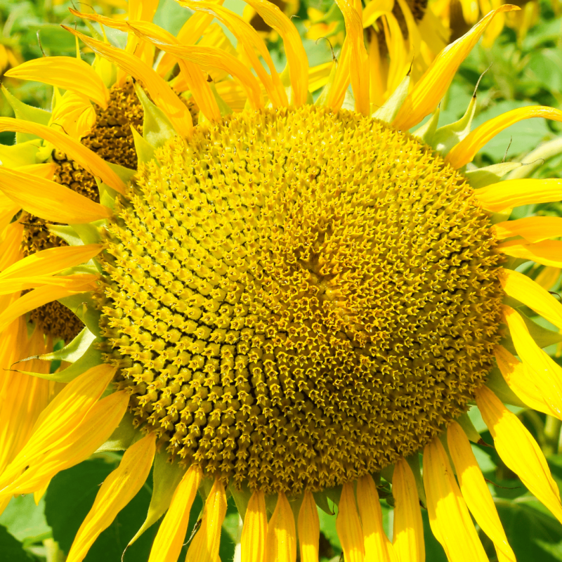 Фото 5. УРБАН насіння соняшника, під гранстар 50 г/га