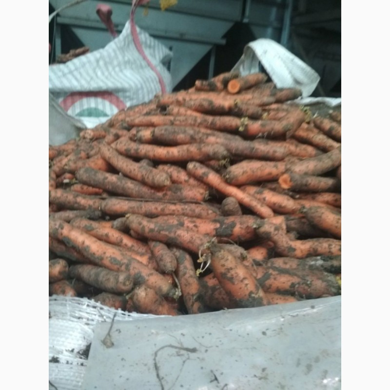 Фото 5. ОПТ Морква та інші овочі Експорт великі об#039; єми