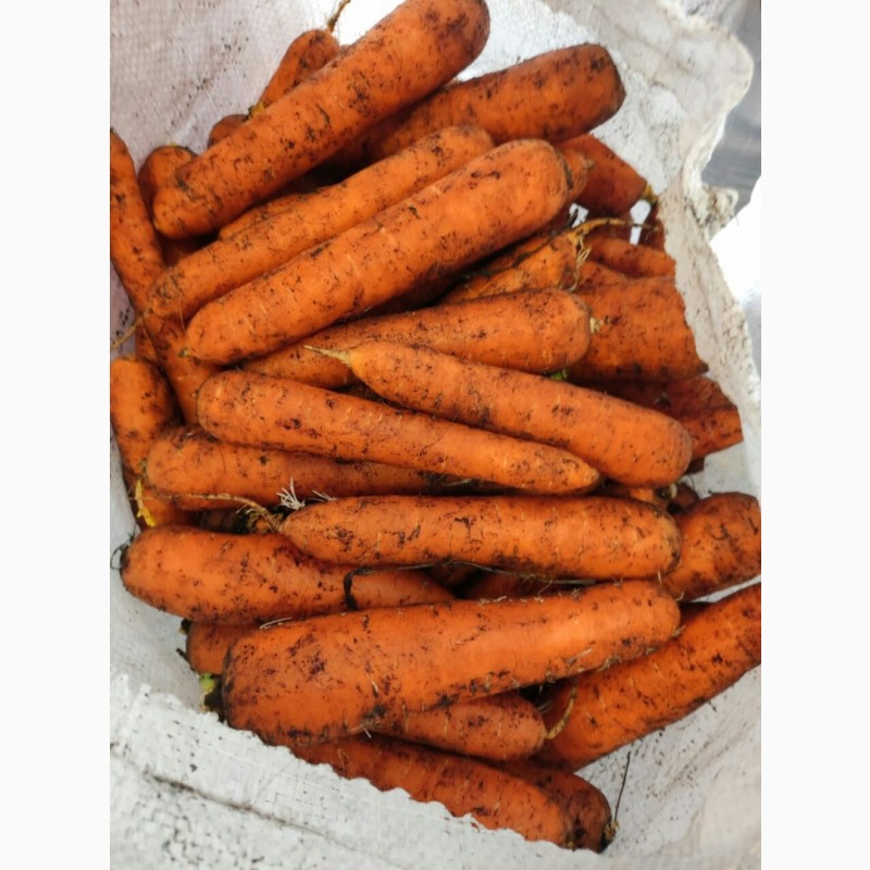 Фото 6. ОПТ Морква та інші овочі Експорт великі об#039; єми