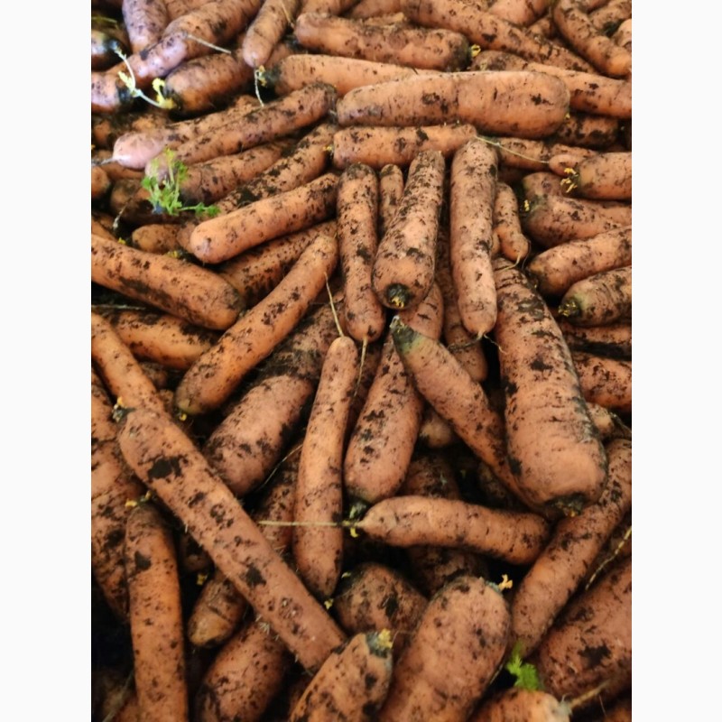 Фото 7. ОПТ Морква та інші овочі Експорт великі об#039; єми