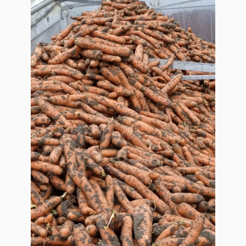 Фото 2. ОПТ Морква та інші овочі Експорт великі об#039; єми
