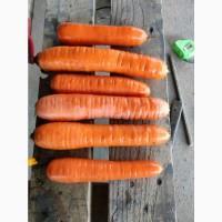 ОПТ Морква та інші овочі Експорт великі об#039; єми