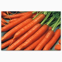 Оптовий продаж товарної моркви, висока якість, Житомирська область