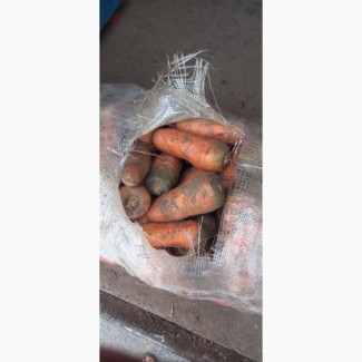 Продам морковь на бюджет