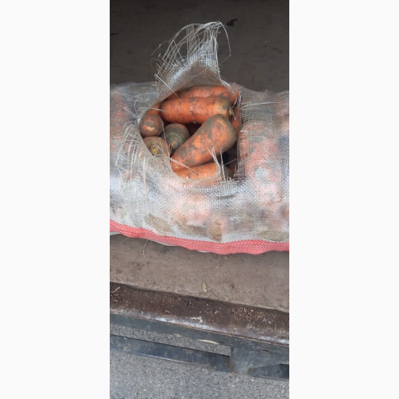 Фото 2. Продам морковь на бюджет