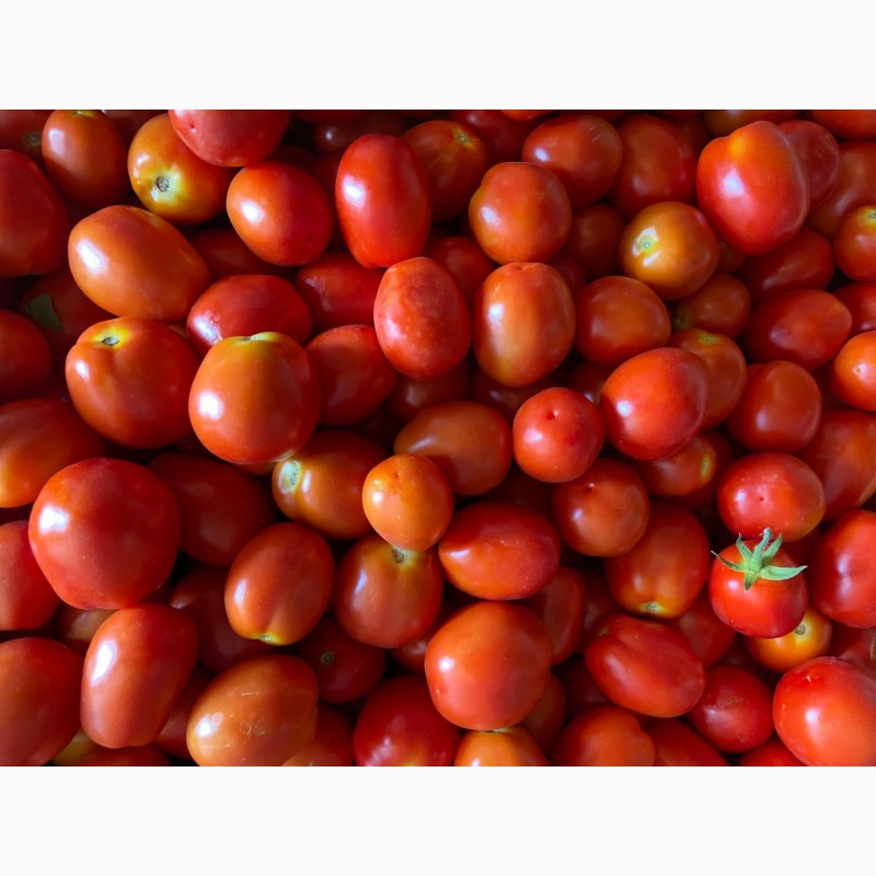 Фото 2. Продам помідор відкритий грунт