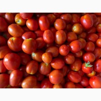 Продам помідор відкритий грунт