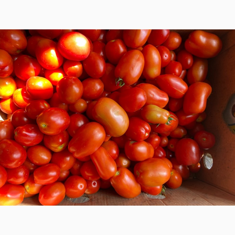 Фото 3. Продам помідор відкритий грунт