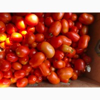 Продам помідор відкритий грунт