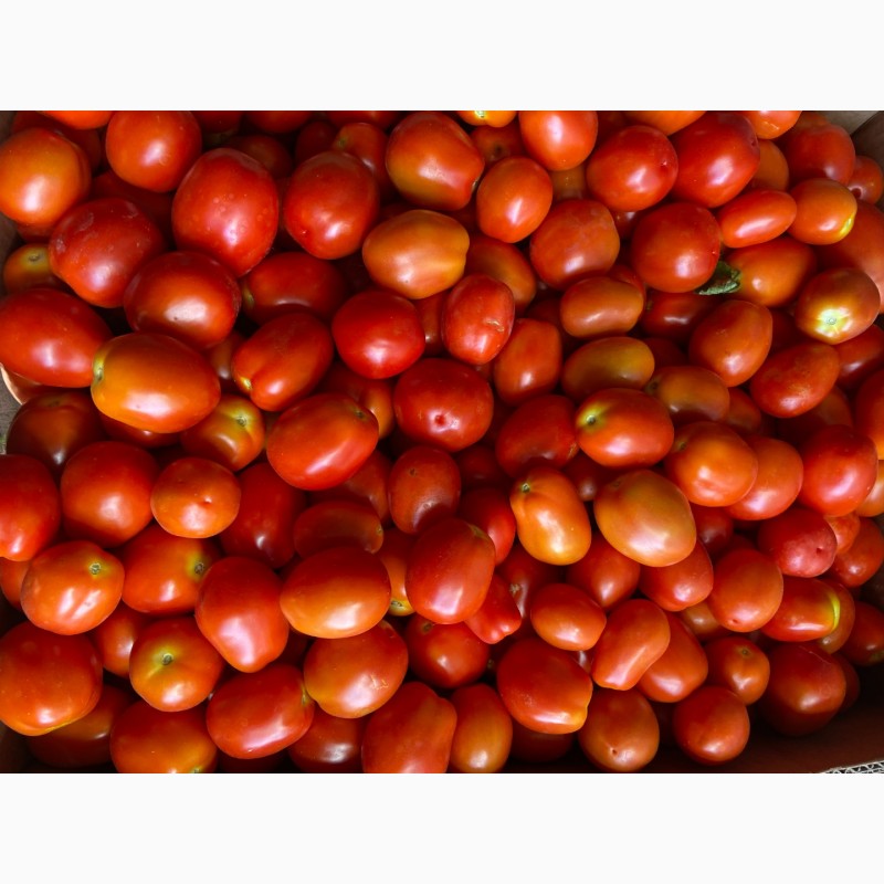 Фото 4. Продам помідор відкритий грунт