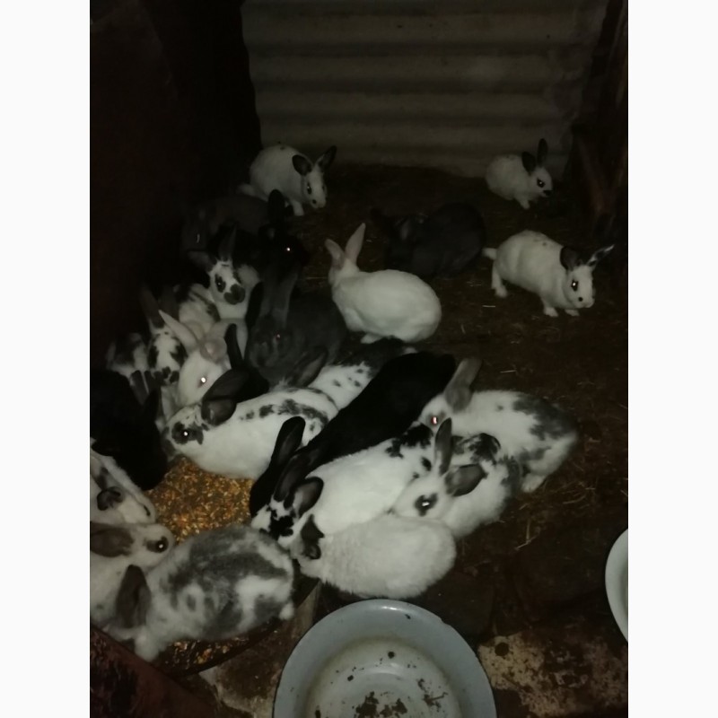 Фото 2. Продам молоді кролики та злучені самки