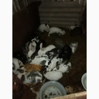Продам молоді кролики та злучені самки