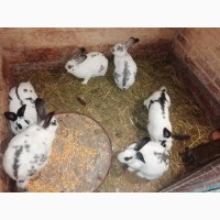 Продам молоді кролики та злучені самки