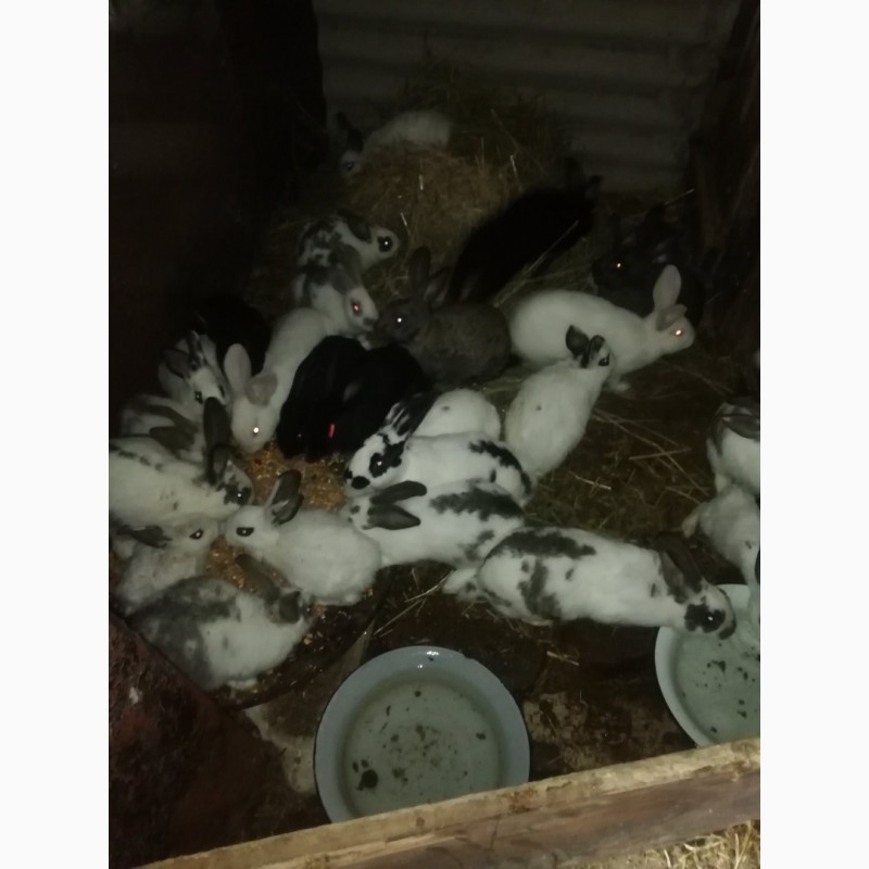 Фото 7. Продам молоді кролики та злучені самки