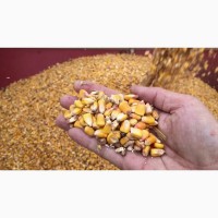 Продам кукурудзу 300 тонн, Кіровоградська область
