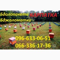 Продаются бджоломатки Карпатской породи