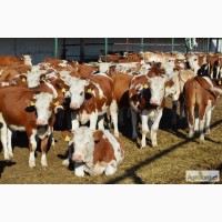 Куплю бычков породи симментал, красно-рябые весом 100-500 кг