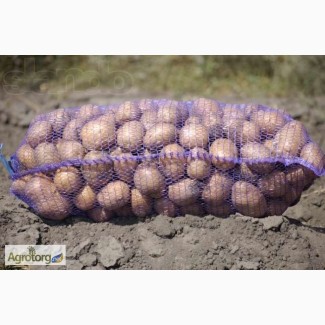 Продаем картофель оптом, cорт Ривьера, Беларосса от производителя