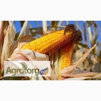 Продам гібрид кукурузи ГРАН 6 (урож.2018 р)