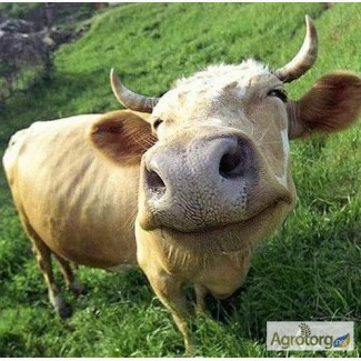 Куплю коров оптом от 20 голов с документами вес 400-700 кг