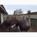 Продаю страусов южноафриканских, молодняк и более