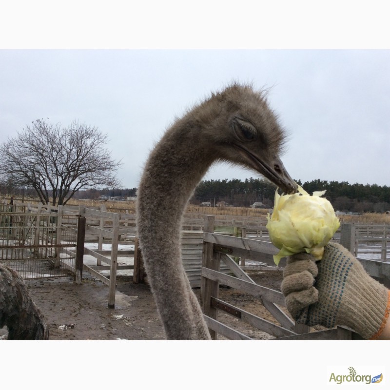 Фото 4. Продаю страусов южноафриканских, молодняк и более