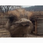 Продаю страусов южноафриканских, молодняк и более
