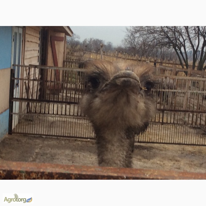 Фото 6. Продаю страусов южноафриканских, молодняк и более