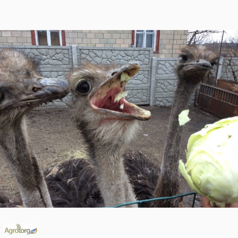 Фото 7. Продаю страусов южноафриканских, молодняк и более