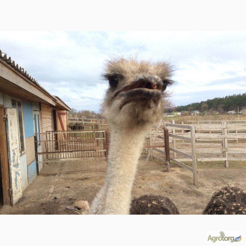 Фото 8. Продаю страусов южноафриканских, молодняк и более