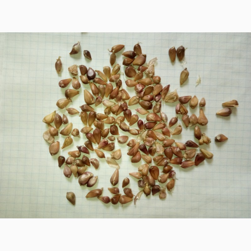Фото 2. Продам насіння часнику Воздушка сорт Любаша, Мерефіанській білий