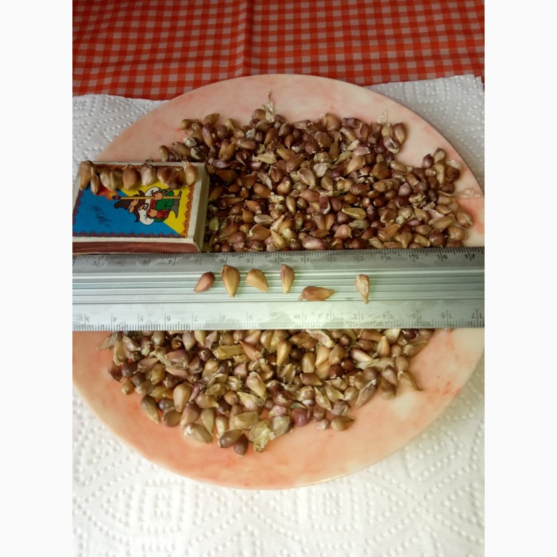 Фото 3. Продам насіння часнику Воздушка сорт Любаша, Мерефіанській білий