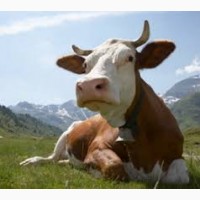 Корма и добавки для коров бычков телят